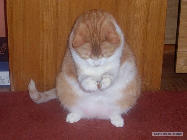 Котовторник объявляется открытым!