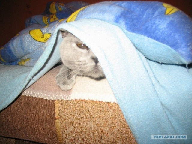 Котовторник! 08.11.11