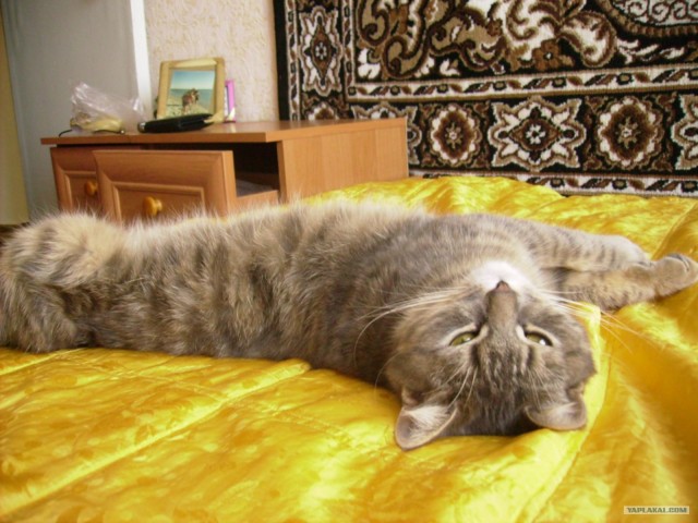 Котовторник (31.01.2012)