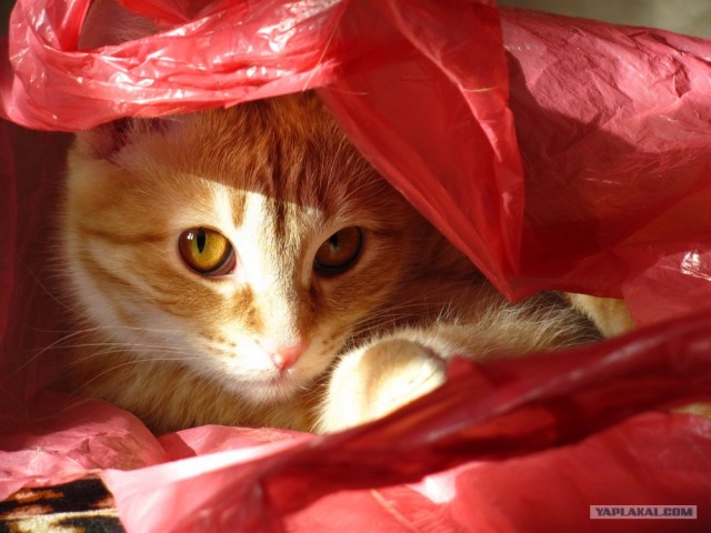 Кошкин дом.
