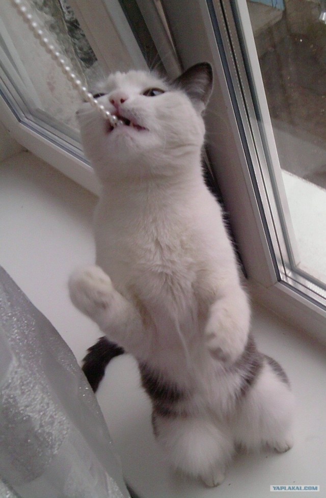 Котовторник 1 мая 2012