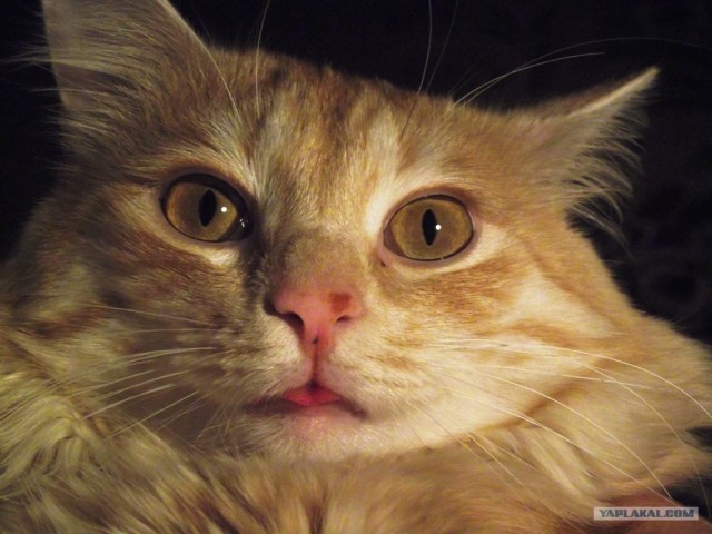 Котовторник 8 мая 2012