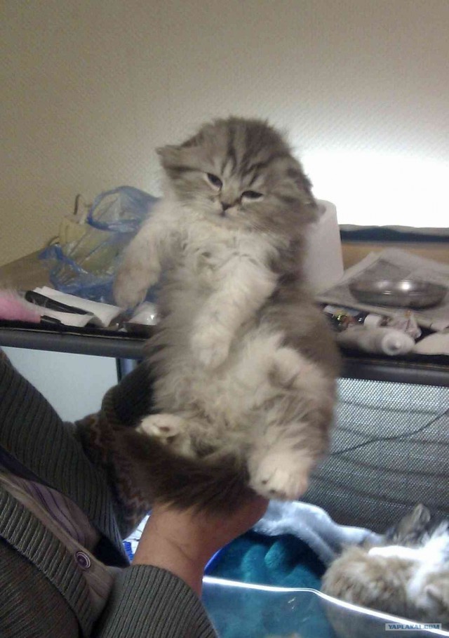 Котовторник  12. 06. 2012