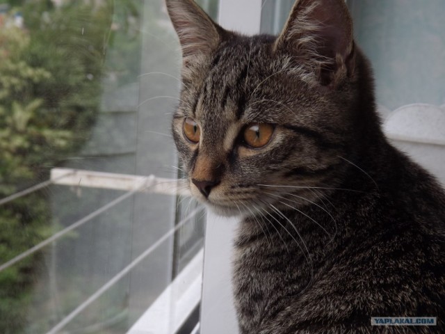 Котовторник на 26.06.12