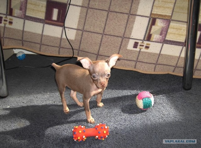 Собакочетверг