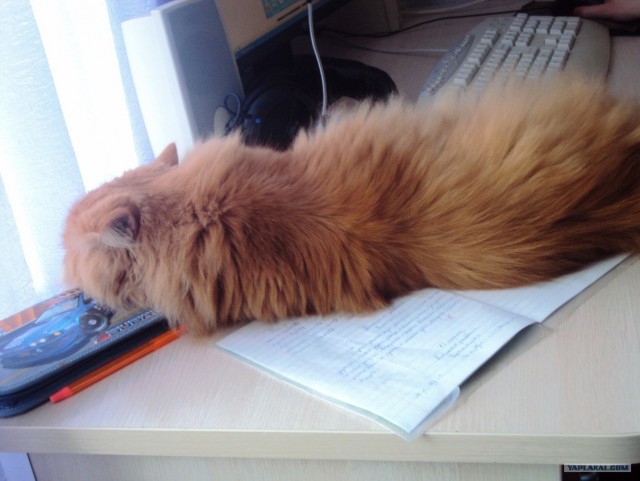 Котовторник  16.10.12