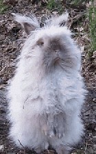 Кролик хотел чихнуть