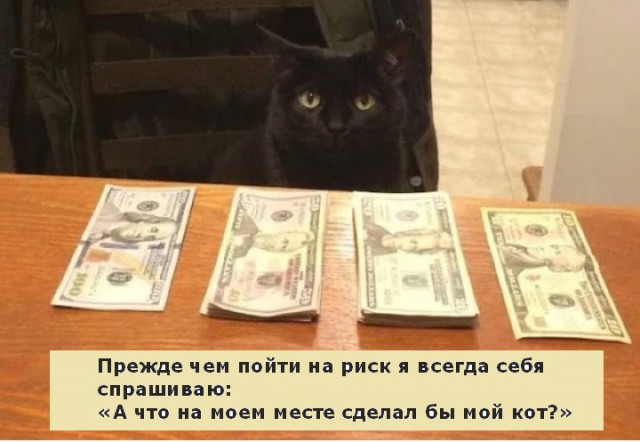 Картинки с надписями и коты, много котов