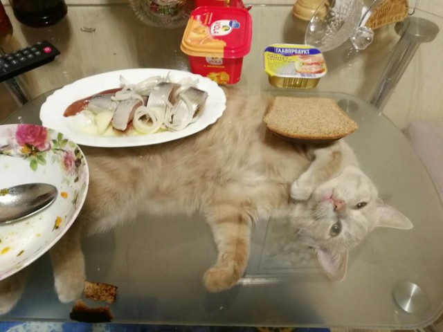 Живность из сети