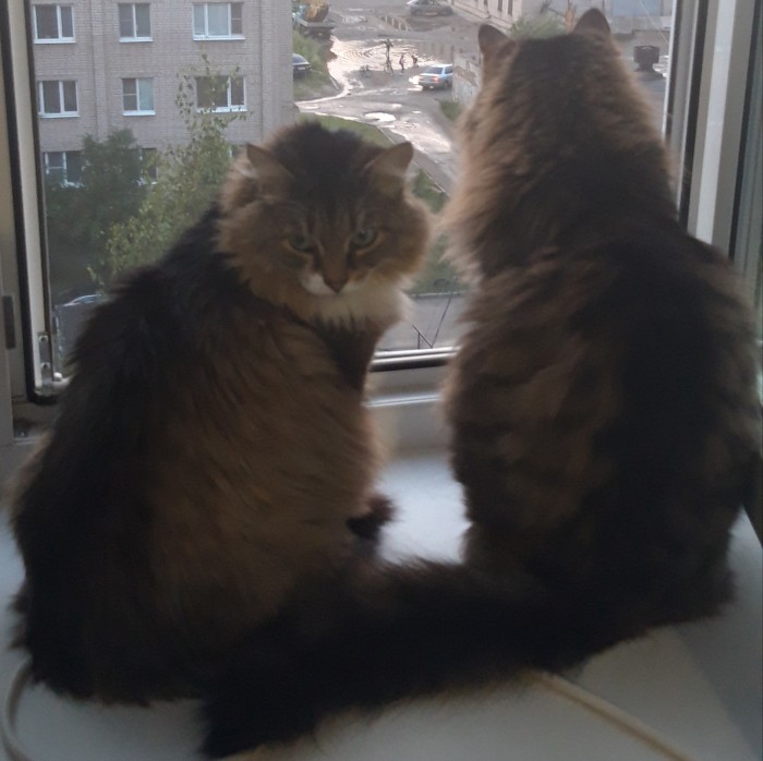 Котовторник!