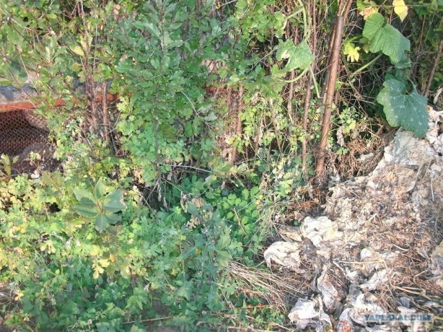 Необъяснимые явления