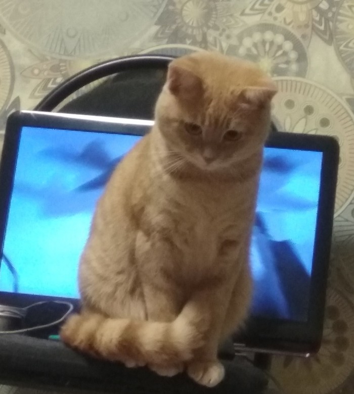 Девять причин, почему вам срочно надо завести кота