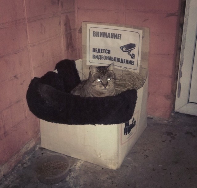 Забавные фото котеек