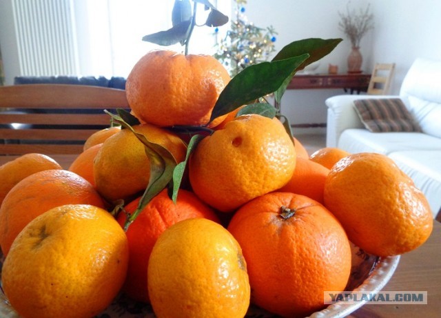 Новогодние апельсиние картинки