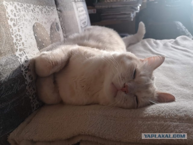 Котофеев пост