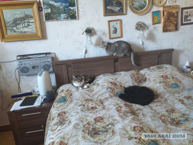 Давайте по котикам, которые с нами на самоизоляции