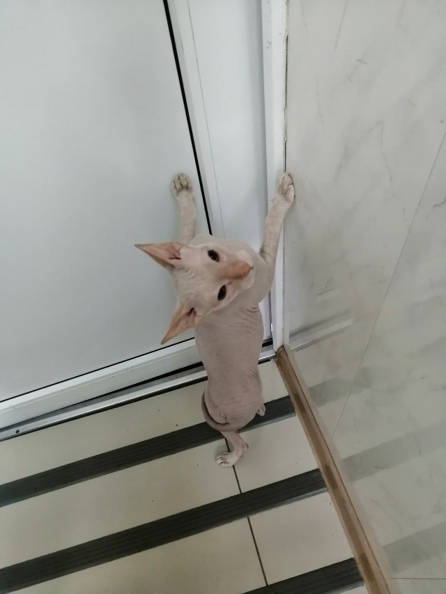 Эти забавные животные