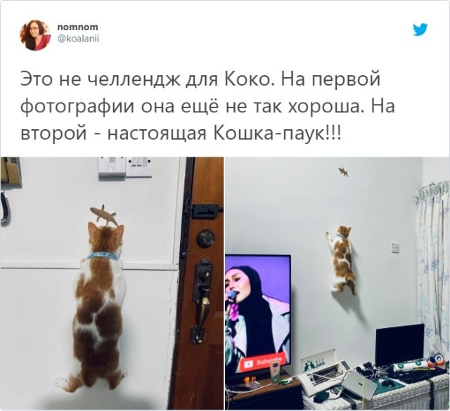 Хомяк сбежал из клетки, а затем взобрался на стену как Человек-паук. И растяжка не хуже, чем у Ван Дамма