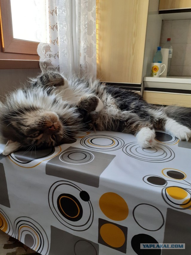 Как помочь бедному кошу, страдающему от жары?