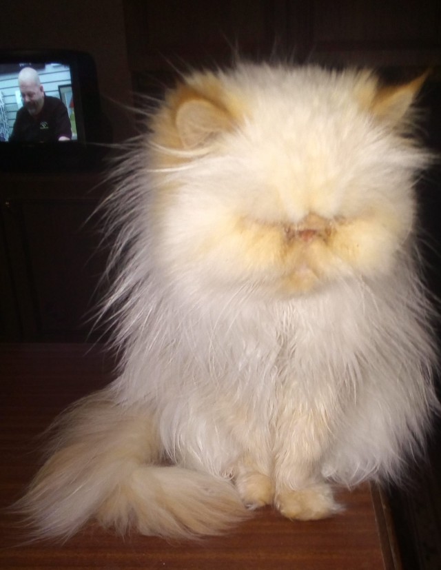 Котовторник. Пополнение семейства