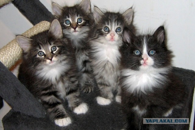 Расчехляем гладильники! - норвежский лесной уже тут