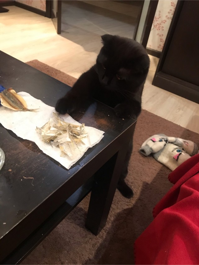 Котовторнику быть!