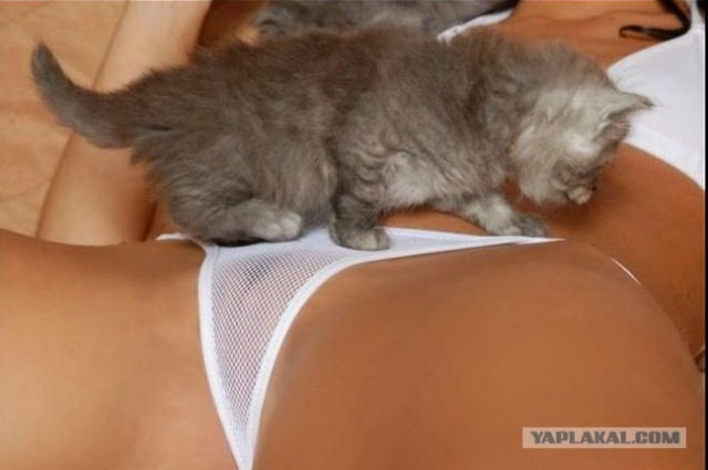 Погладь кота.