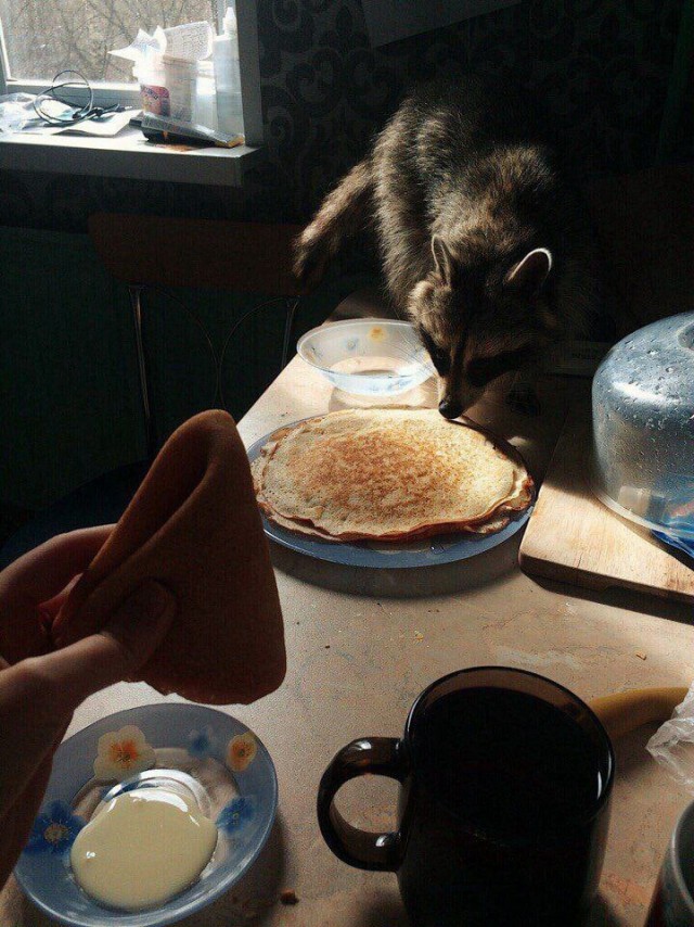 Подборка всякой живности