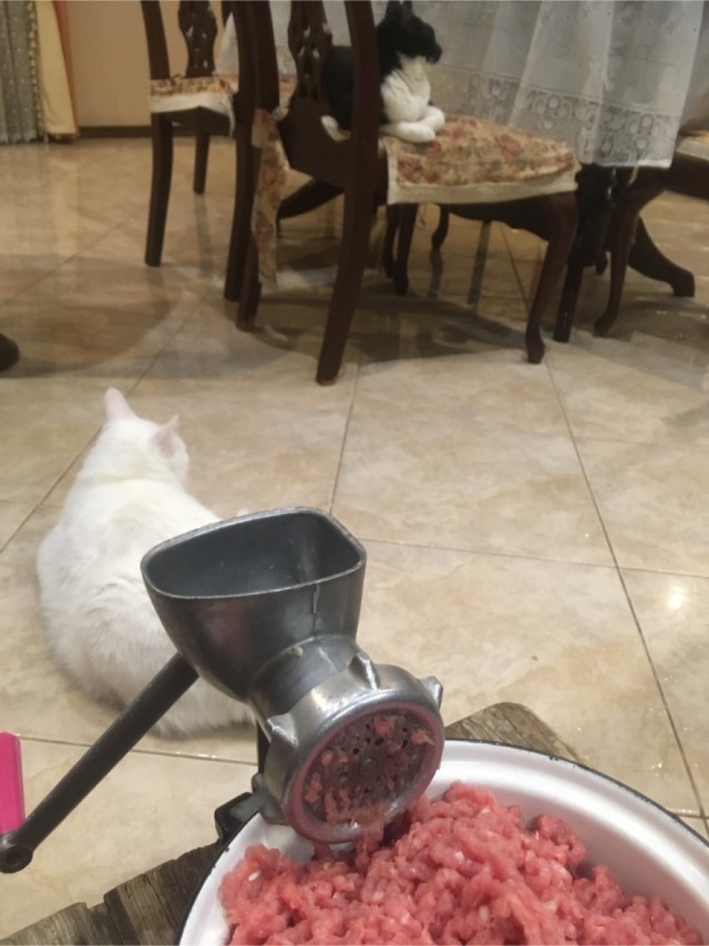 Кошки , кошечки, котяры 14.03.21
