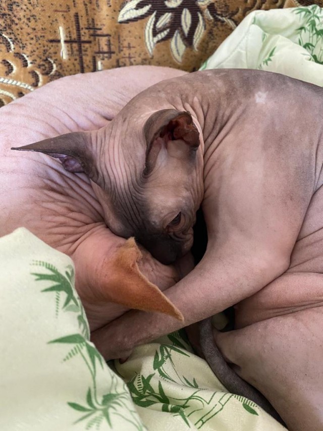 Вторник-кото