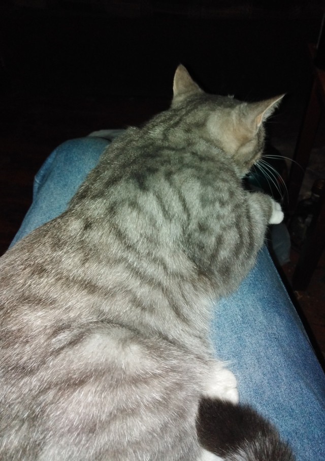 Хоба! Котовторник!