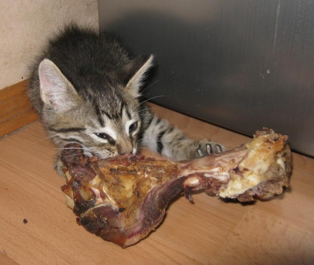 Косуля сибирская (от нее часть).... и гарнир!