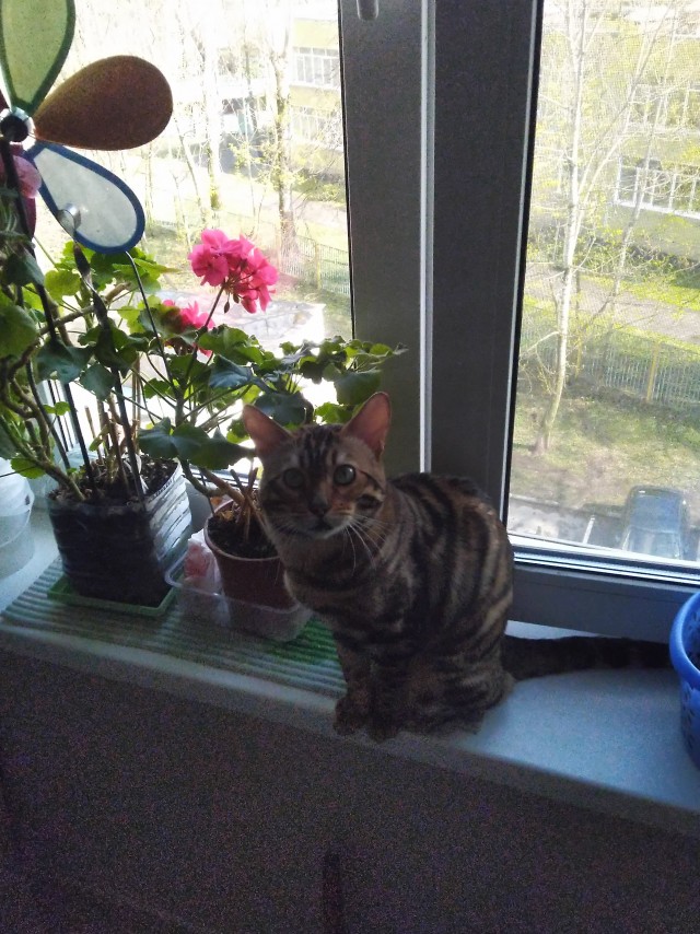 Погнали! С котовторником, други!