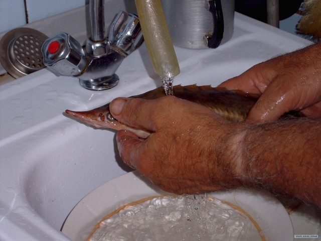 Все из рыбы!