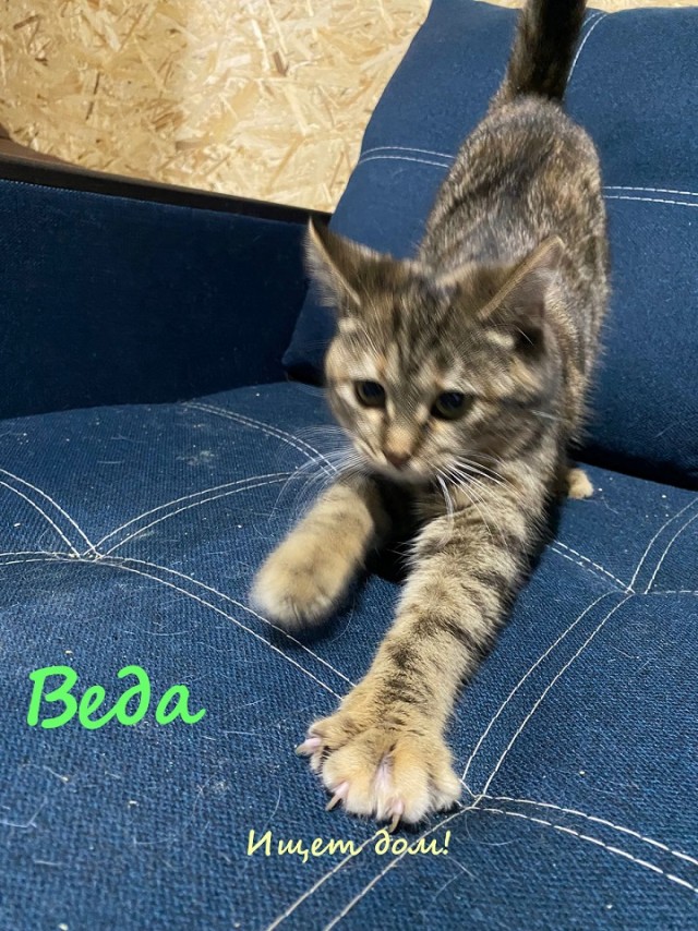 Жизнь домашнего приюта "Котоленд" 321