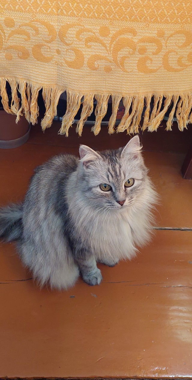 Кошка в тепле