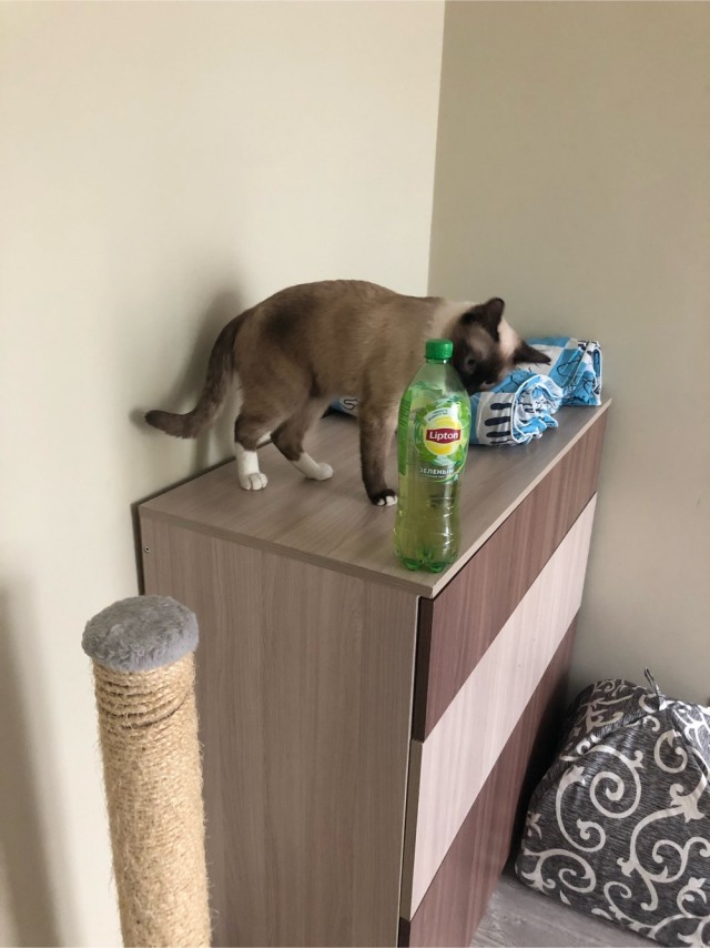 Котоманы, как не разориться на кормежке котов?