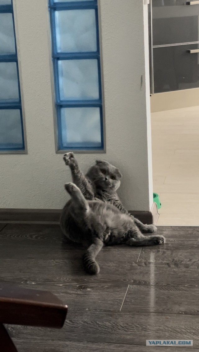 Котовторник. Королева помойки
