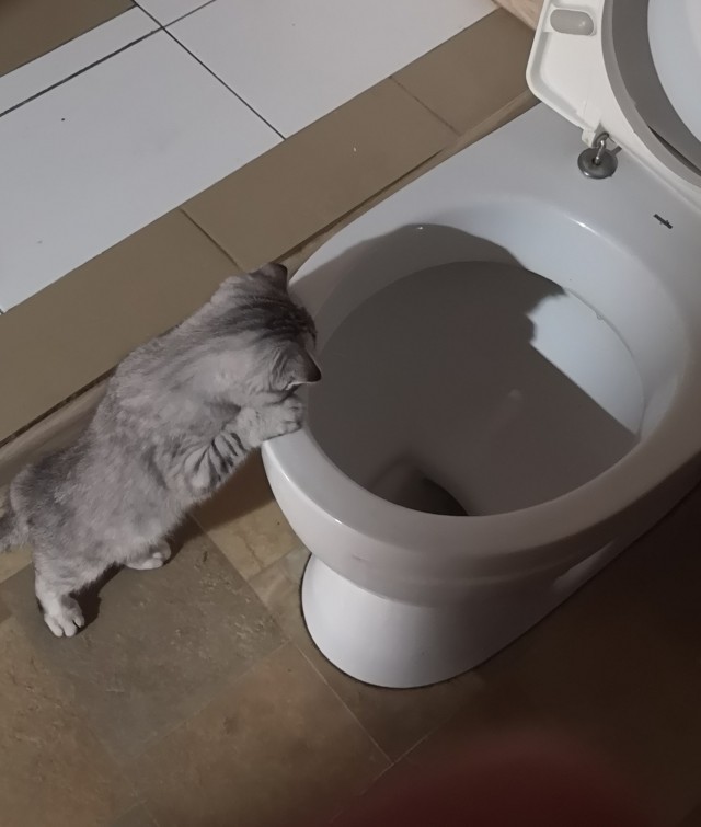 Про котиков и гов...