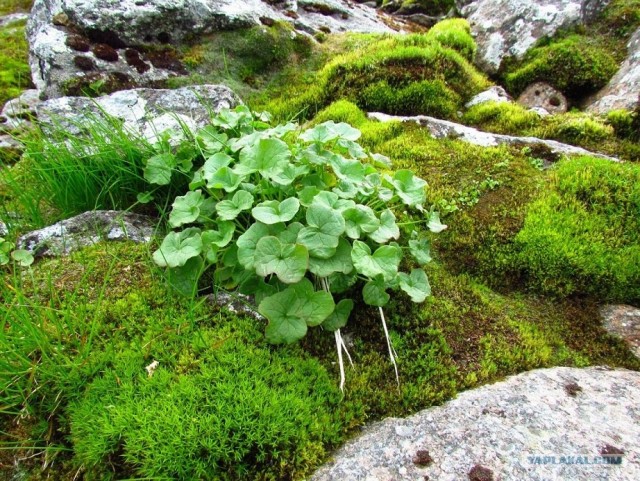 Трекинг по Ловозерским тундрам
