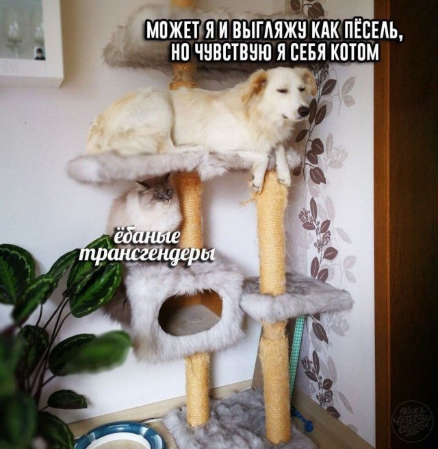 Немного мемчиков. Для взрослых. Часть 24