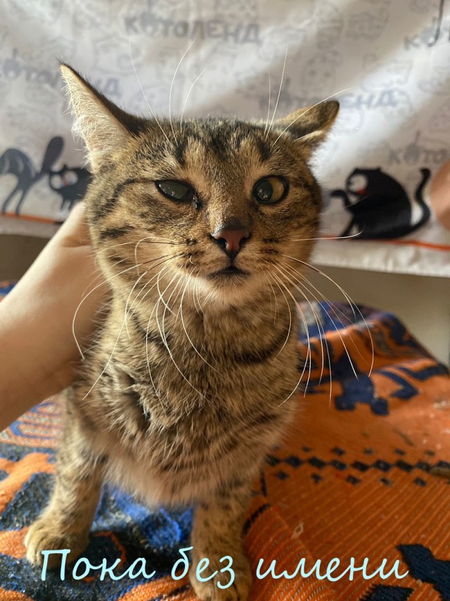 Жизнь домашнего приюта "Котоленд" 374