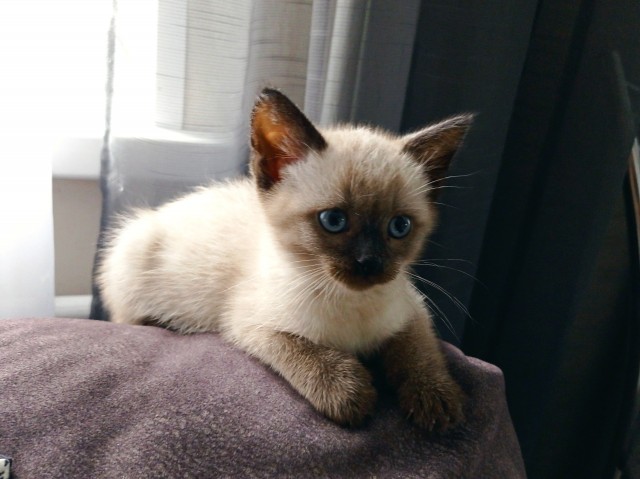 Котовторник! 16+ Коллеги-рабы, отмечаемся, у кого хозяину много лет!