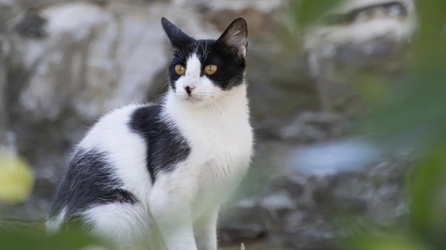 Кошки думают, что мы тоже кошки. Вот 6 доказательств