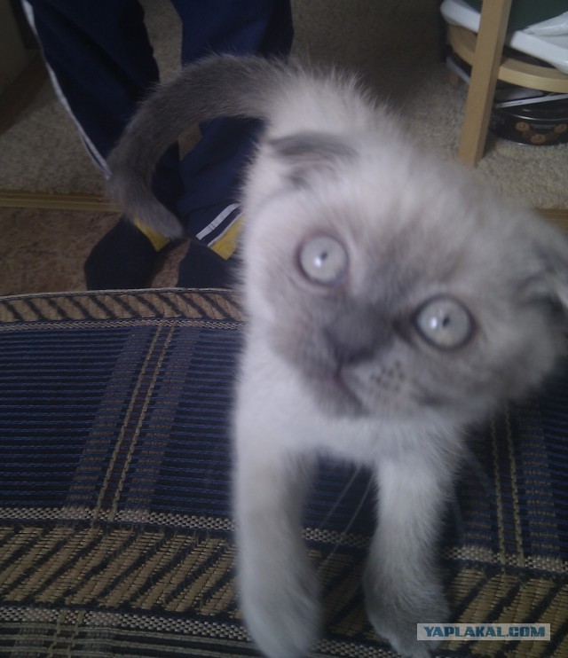 Котовторник 30.04.2013