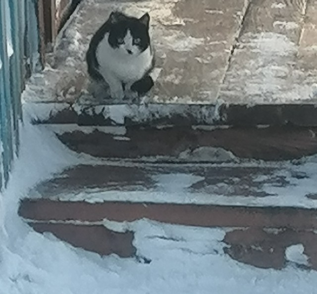 С котовторником ЯПовцы