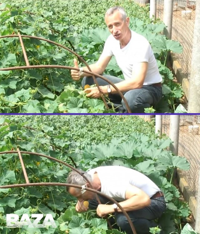 В Ступино врачи достали из мужчины 15-сантиметровый картофель - он пытался вылечить геморрой народными методами