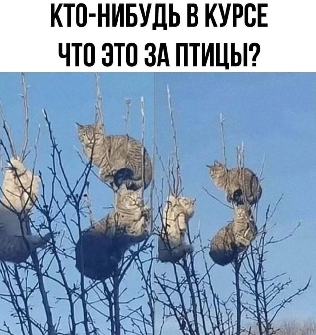 Маленькая пятница