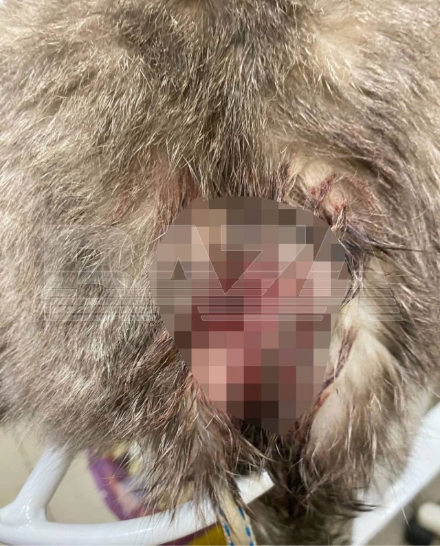 Кот случайно спас свою хозяйку от осколков во время обстрела в Шебекино.