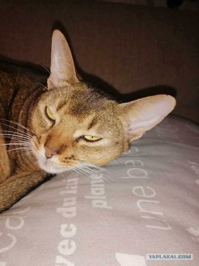 Просто кот